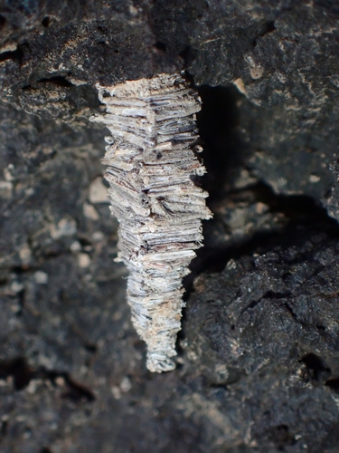 Amicta moneiba