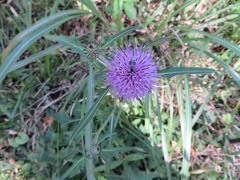 Cirsium japonicum