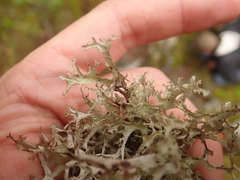 Platismatia stenophylla