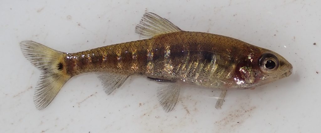 Dwarf citharine (Nannocharax machadoi) — Distichodontidae