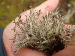 Platismatia stenophylla