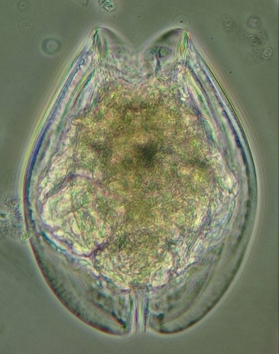 Euchlanis dilatata