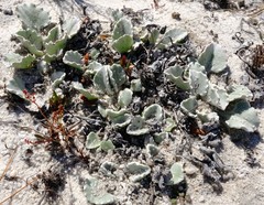 Arctotis verbascifolia