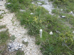 Asphodeline taurica