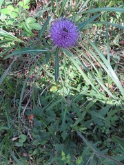 Cirsium japonicum