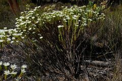 Lachnaea filamentosa