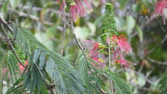 Calliandra houstoniana calothyrsus