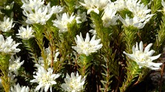 Lachnaea filamentosa