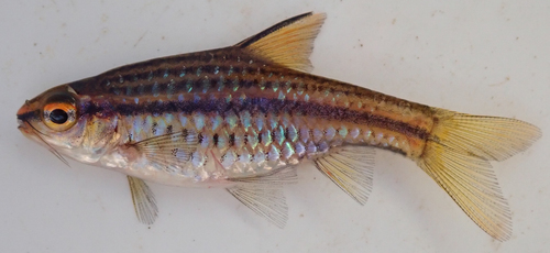 Copperstripe barb (Enteromius multilineatus) — Cyprinidae — 3