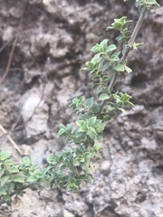 Origanum