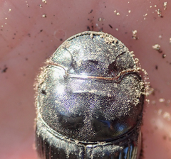 Catharsius tricornutus