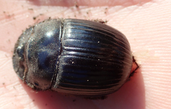 Catharsius tricornutus