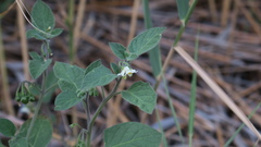 Solanum villosum