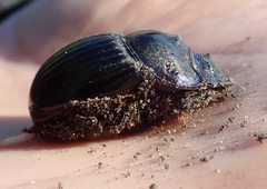 Catharsius tricornutus