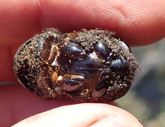 Catharsius tricornutus