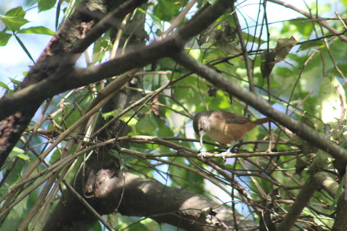 Buff-breasted Wren (Cantorchilus leucotis), photo 6