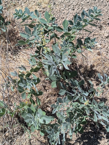iNaturalist observation photo of California goldenbanner