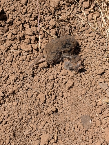 iNaturalist observation photo of California Vole