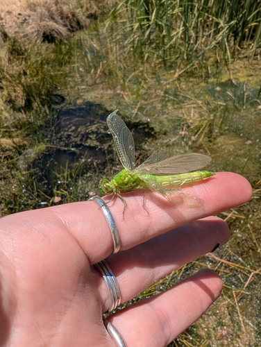 iNaturalist observation photo of Western Pondhawk