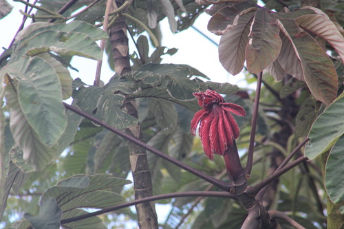 Cecropia mutisiana (Cecropia mutisiana)