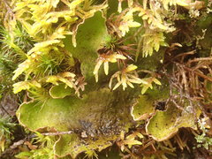 Peltigera britannica