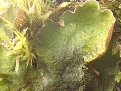 Peltigera britannica