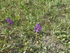 Anacamptis morio caucasica