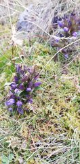 Gentianella anisodonta