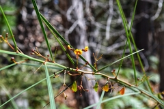 Daviesia wyattiana