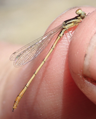 Agriocnemis victoria