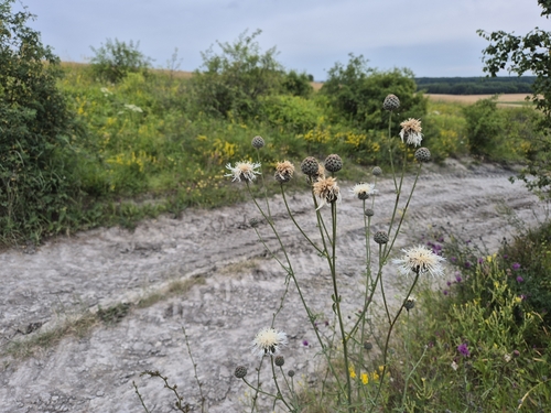 Centaurée scabiosa