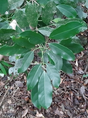 Turpinia ternata