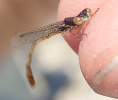 Agriocnemis victoria