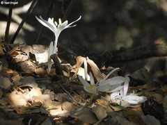 Colchicum troodi