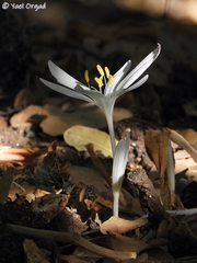 Colchicum troodi