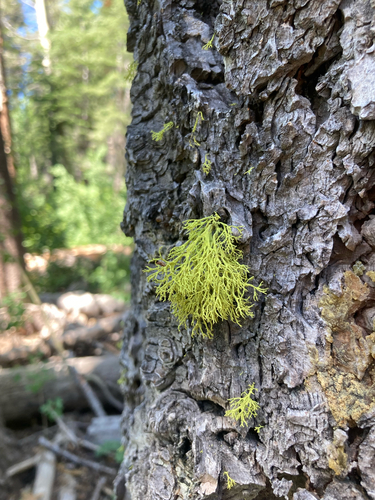 iNaturalist observation photo of wolf lichen