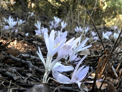 Colchicum troodi