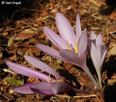 Colchicum hierosolymitanum