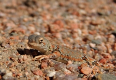 Phrynocephalus versicolor