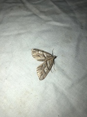 Chalastra aristarcha