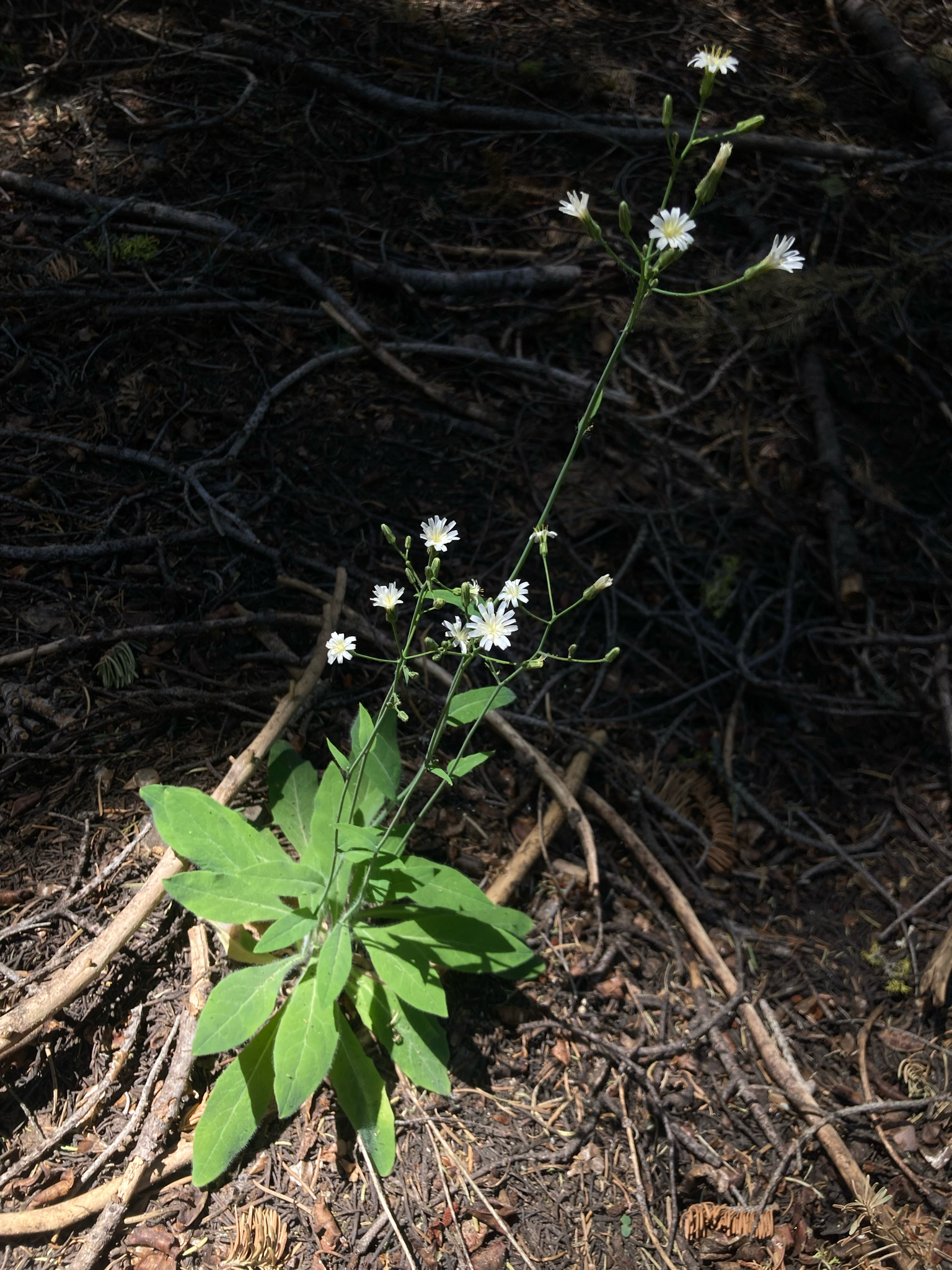 Hieracium albiflorum