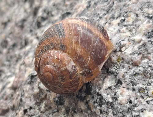 Cornu aspersum