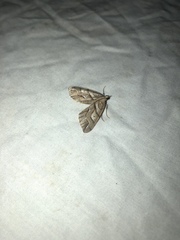 Chalastra aristarcha