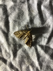 Chalastra aristarcha