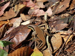 Eutropis rudis