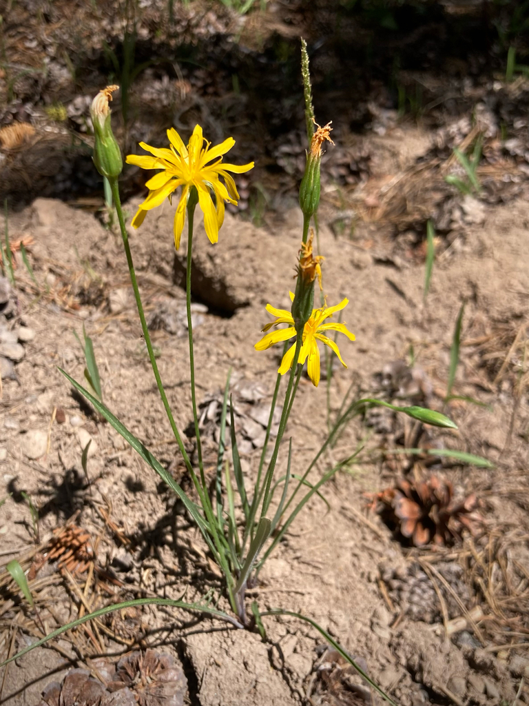 nodding microseris