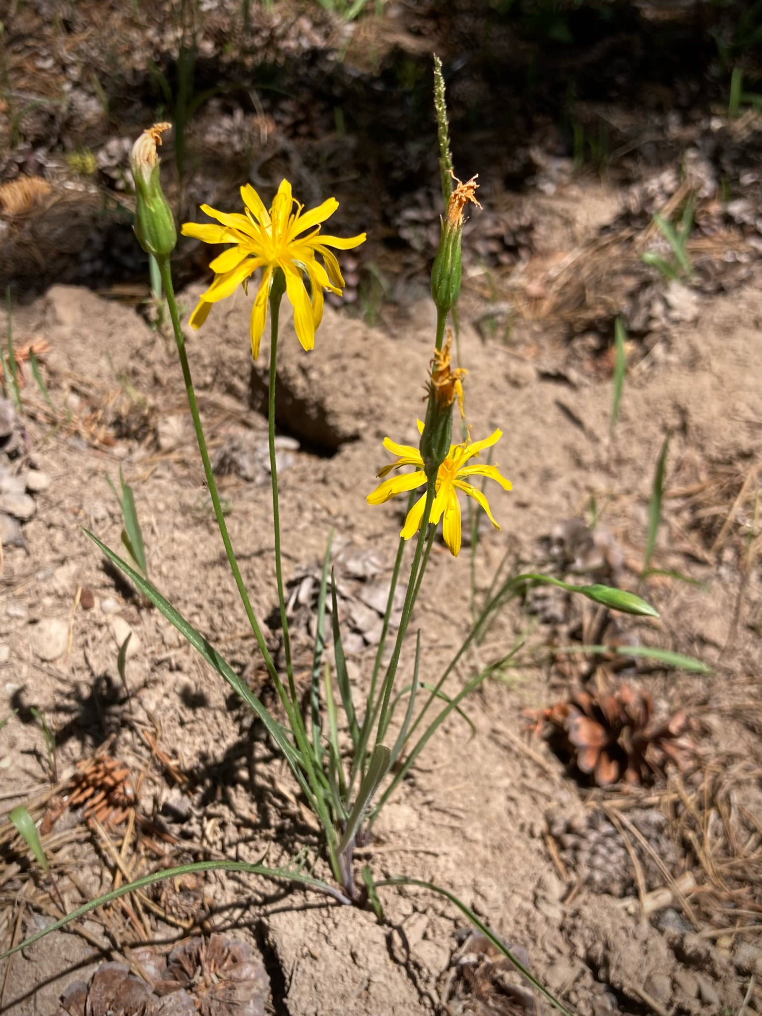 Microseris nutans