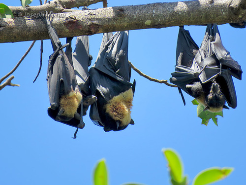 Spectacled Flying Fox
