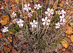 Acmadenia tetragona
