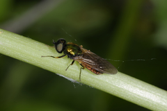 Chloromyia